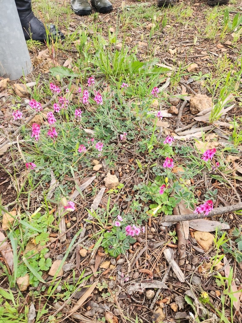Indigofera incana
