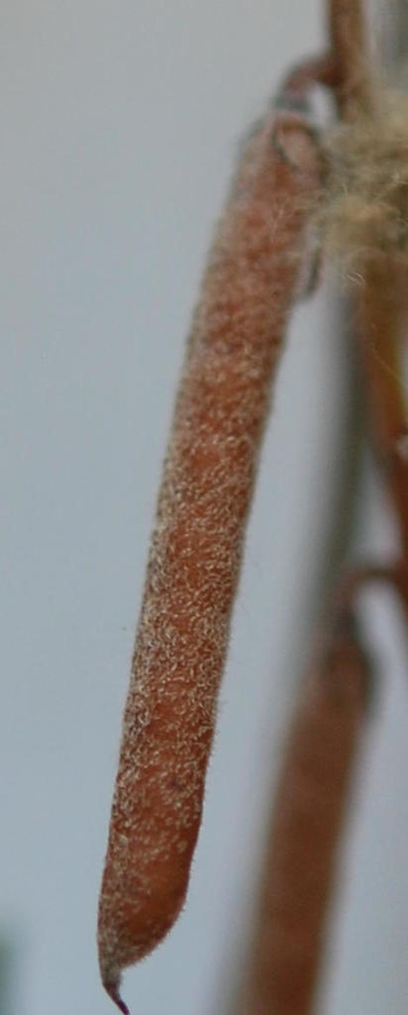Indigofera incana photo 2
