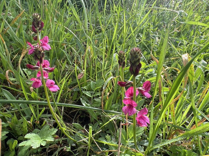 Indigofera incana photo 3