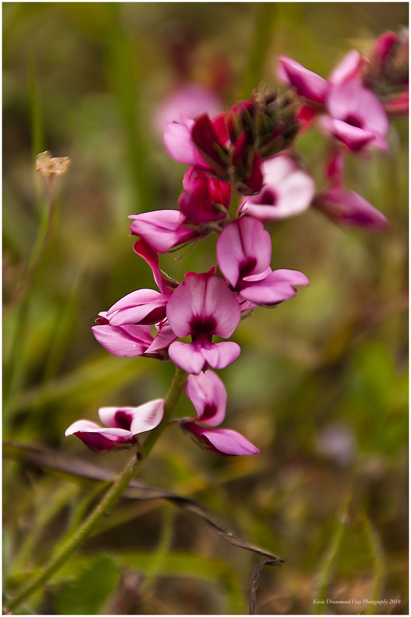 Indigofera incana photo 4