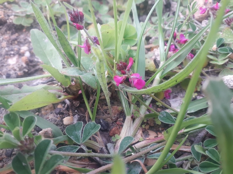 Indigofera incana photo 5