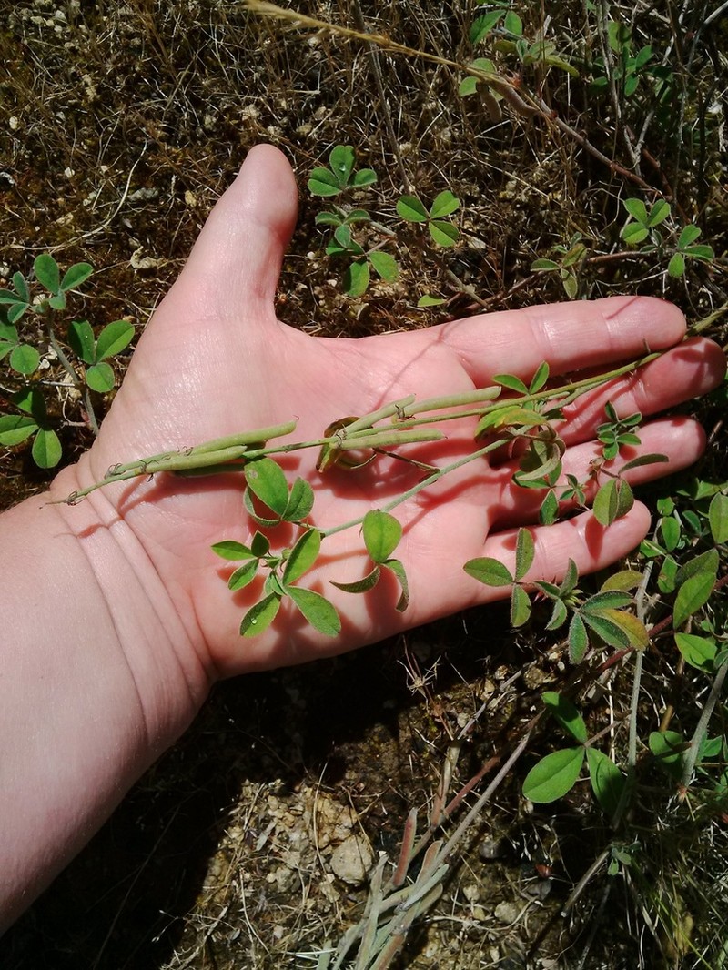 Indigofera incana photo 6