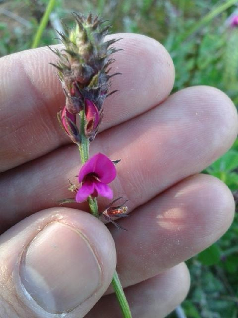 Indigofera incana photo 7