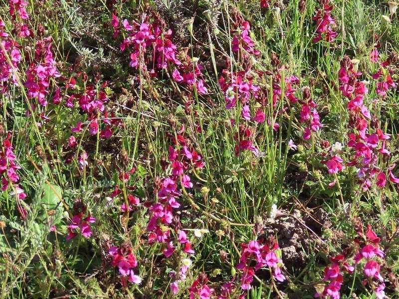 Indigofera incana photo 8