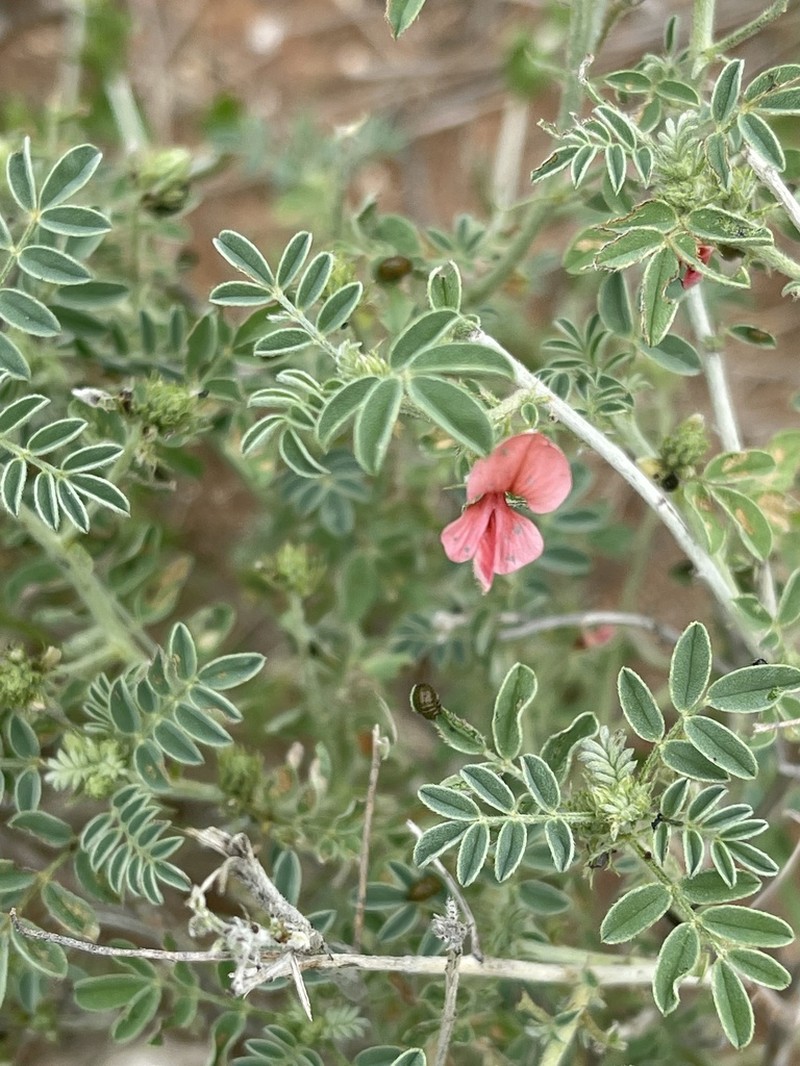 Indigofera ingrata photo 2