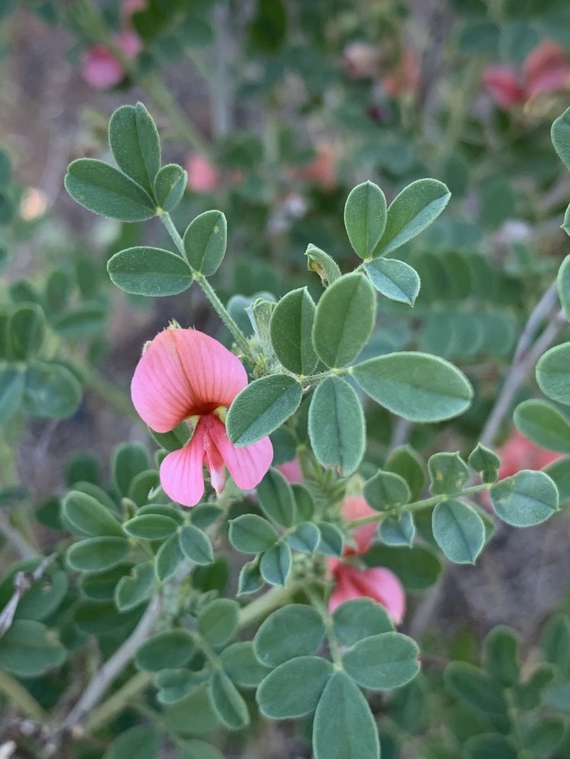 Indigofera ingrata photo 3