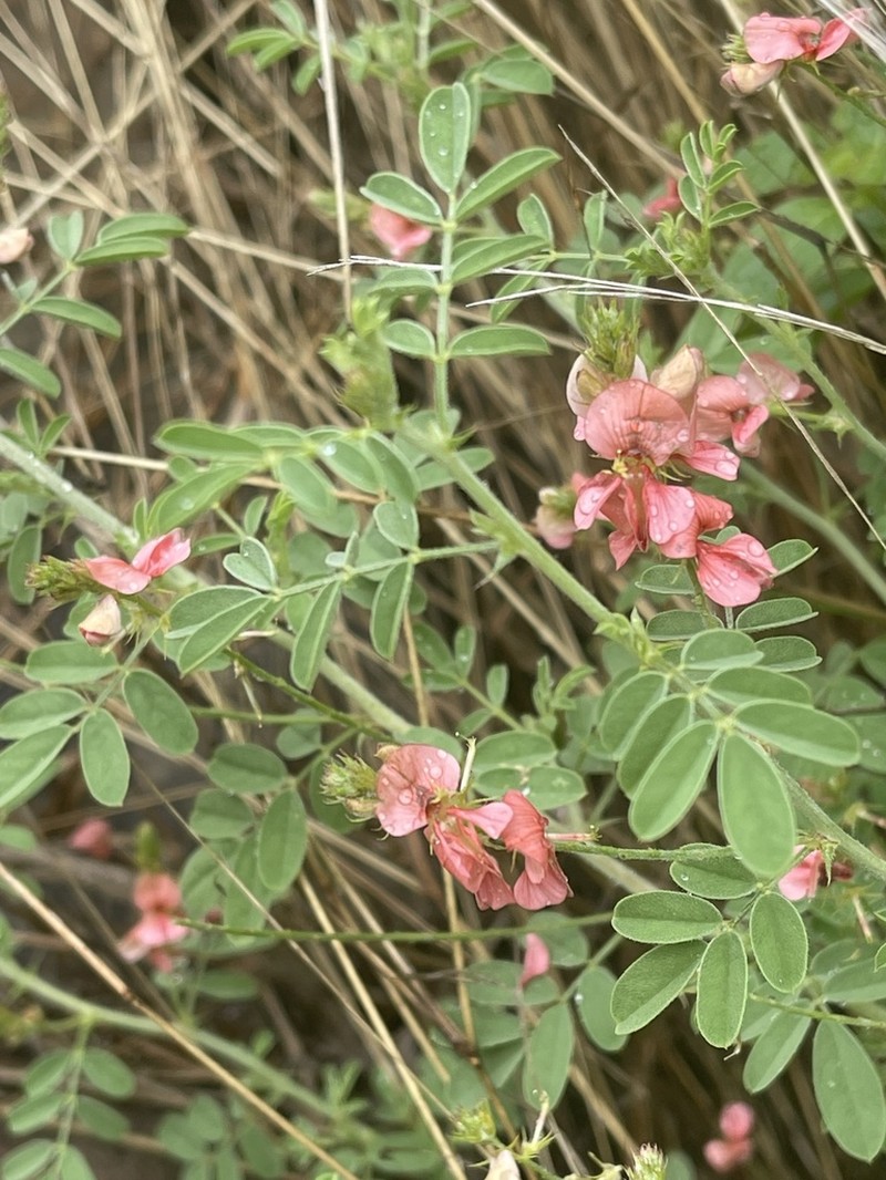 Indigofera ingrata photo 4