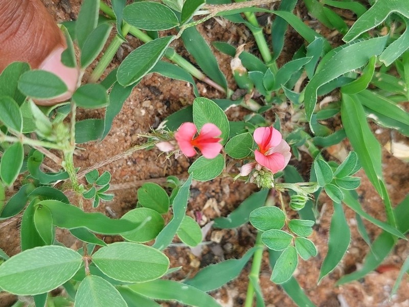 Indigofera ingrata photo 5