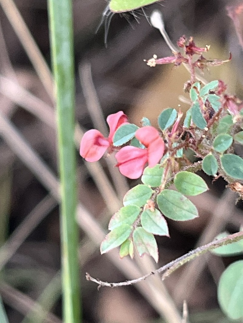 Indigofera ingrata photo 6