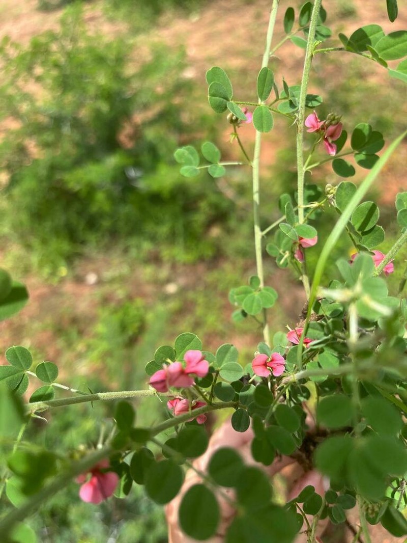 Indigofera ingrata photo 7