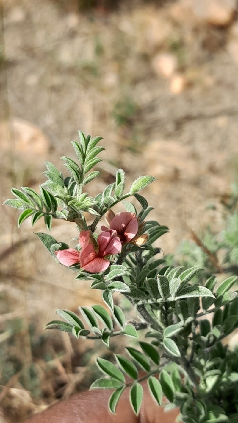 Indigofera ingrata photo 8