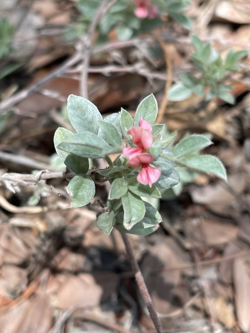 Indigofera inhambanensis