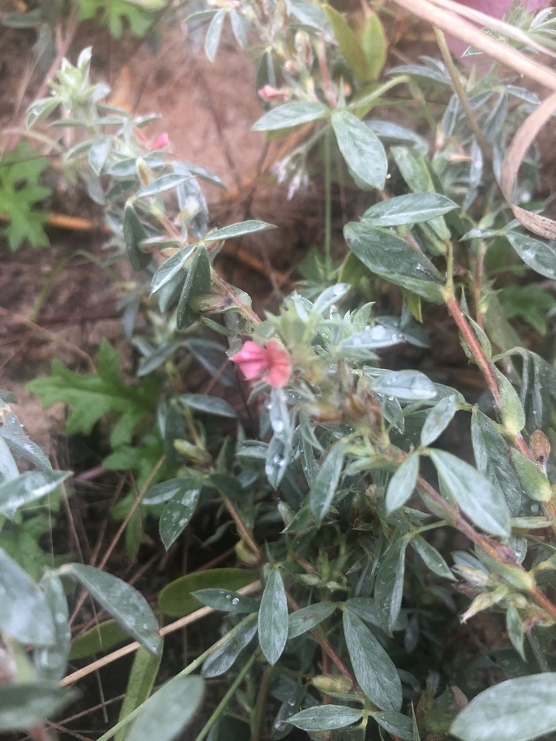 Indigofera inhambanensis photo 2