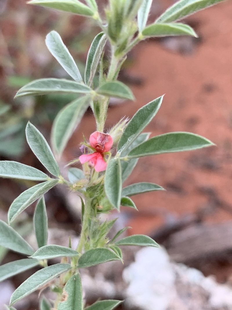 Indigofera inhambanensis photo 3