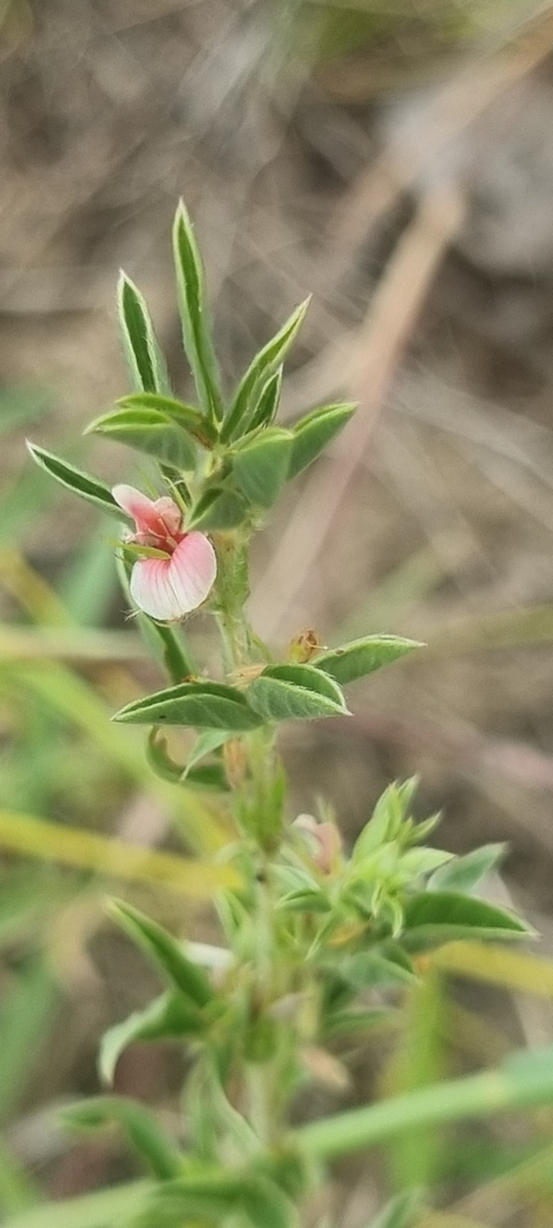 Indigofera inhambanensis photo 4
