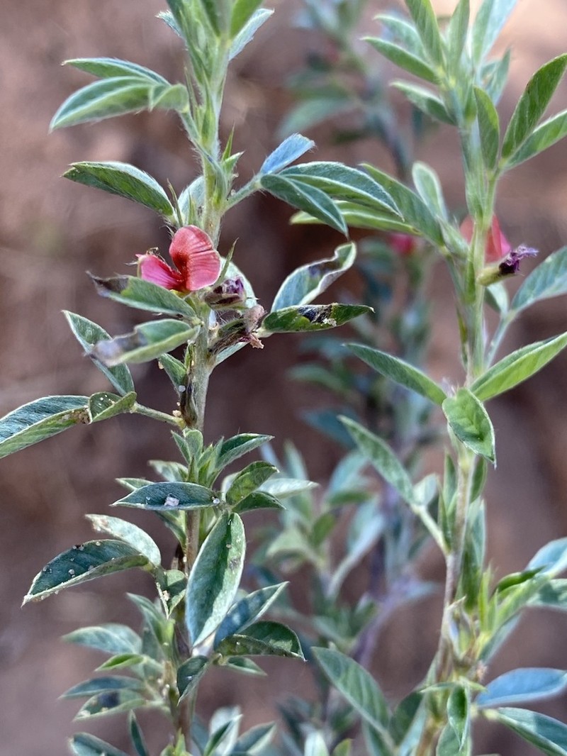Indigofera inhambanensis photo 5