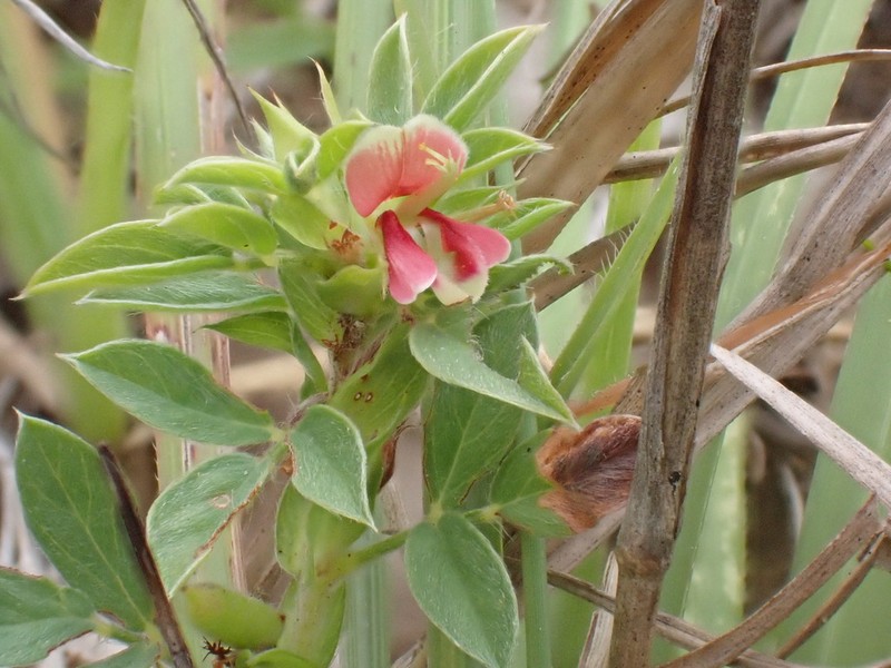 Indigofera inhambanensis photo 6
