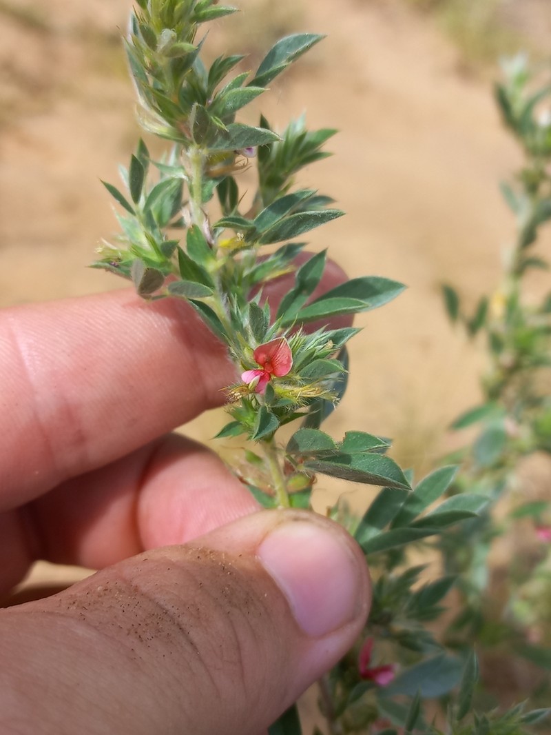 Indigofera inhambanensis photo 7
