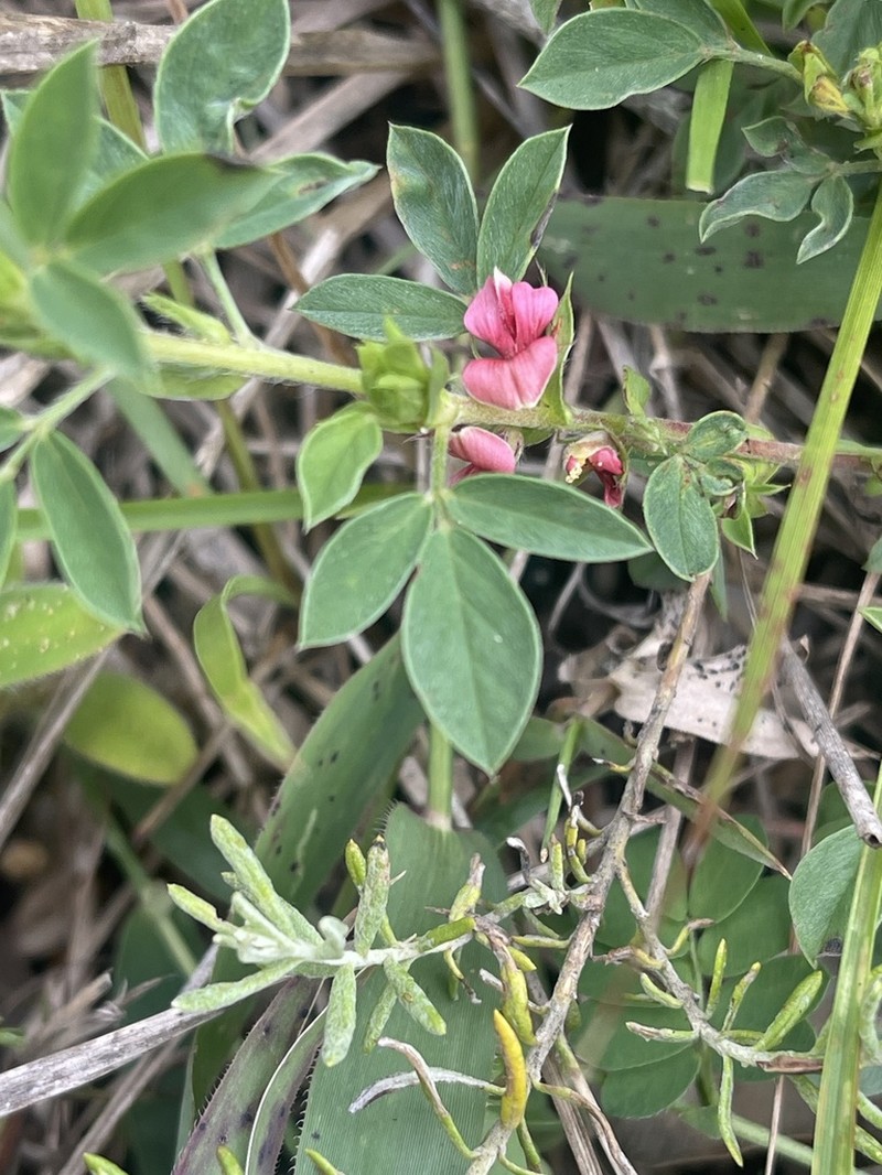 Indigofera inhambanensis photo 8