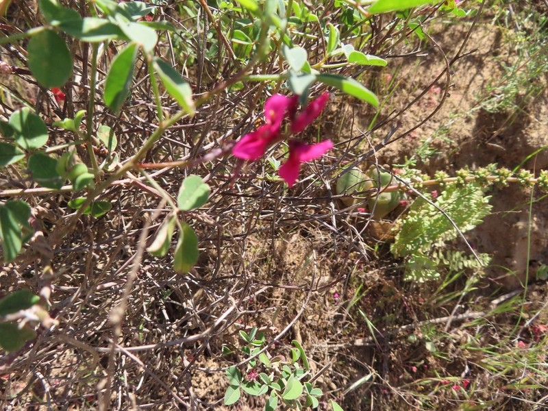 Indigofera intermedia