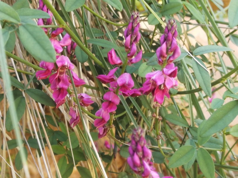 Indigofera intermedia photo 2