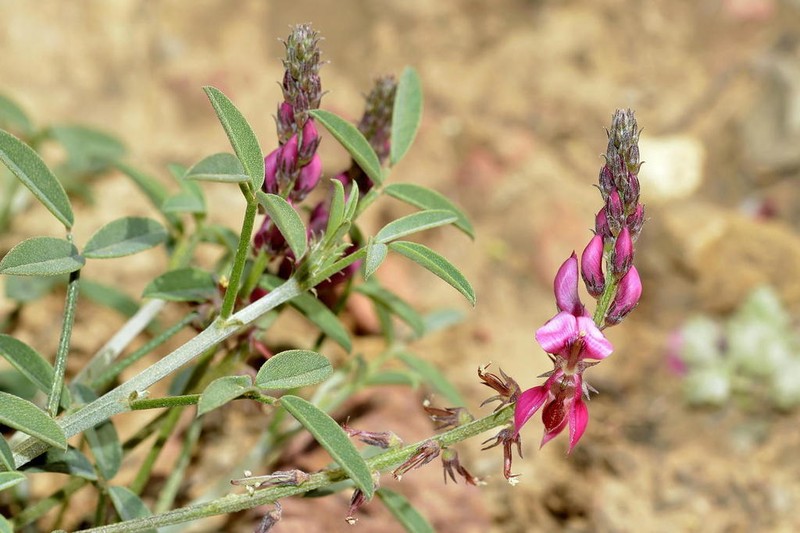 Indigofera intermedia photo 3