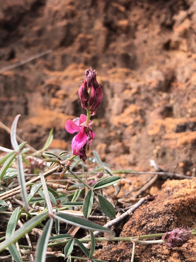 Indigofera intermedia photo 4