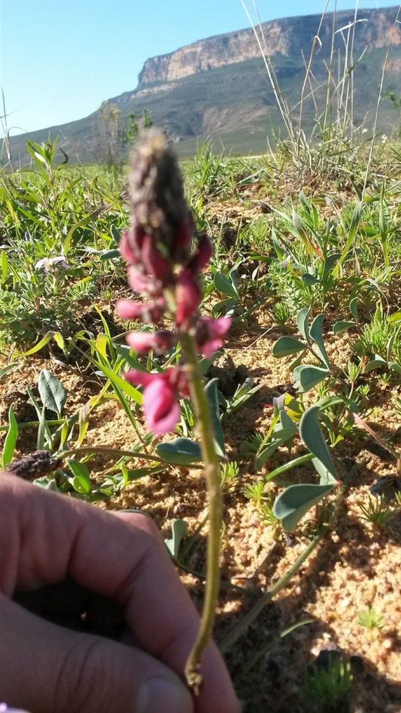 Indigofera intermedia photo 5