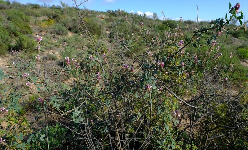 Indigofera intermedia photo 6
