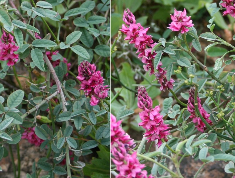 Indigofera intermedia photo 7