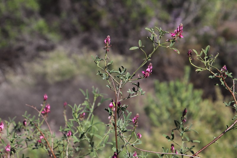 Indigofera intermedia photo 8