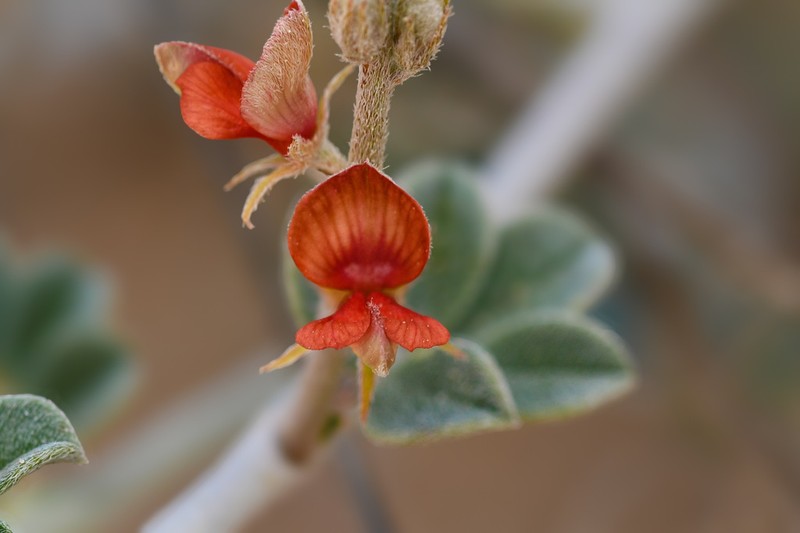 Indigofera intricata photo 3