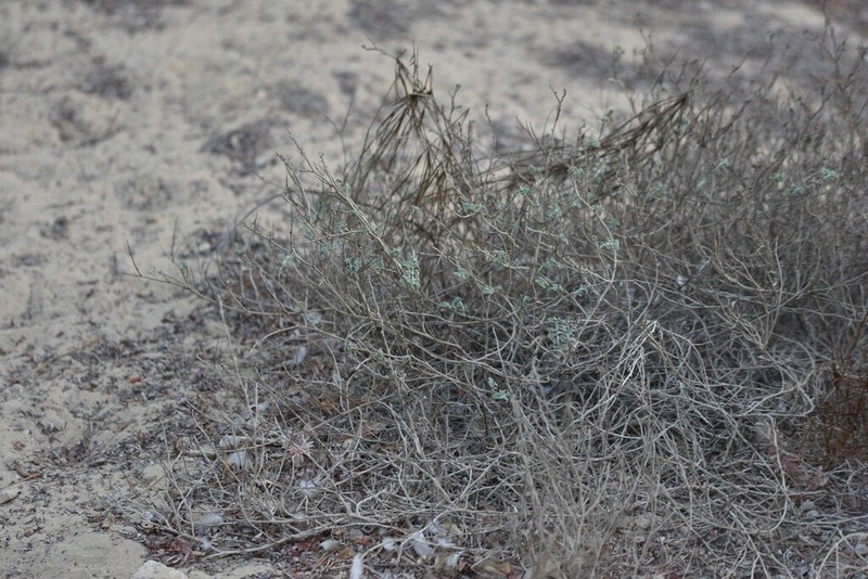 Indigofera intricata photo 6