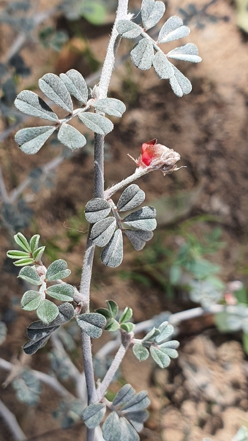 Indigofera intricata photo 7