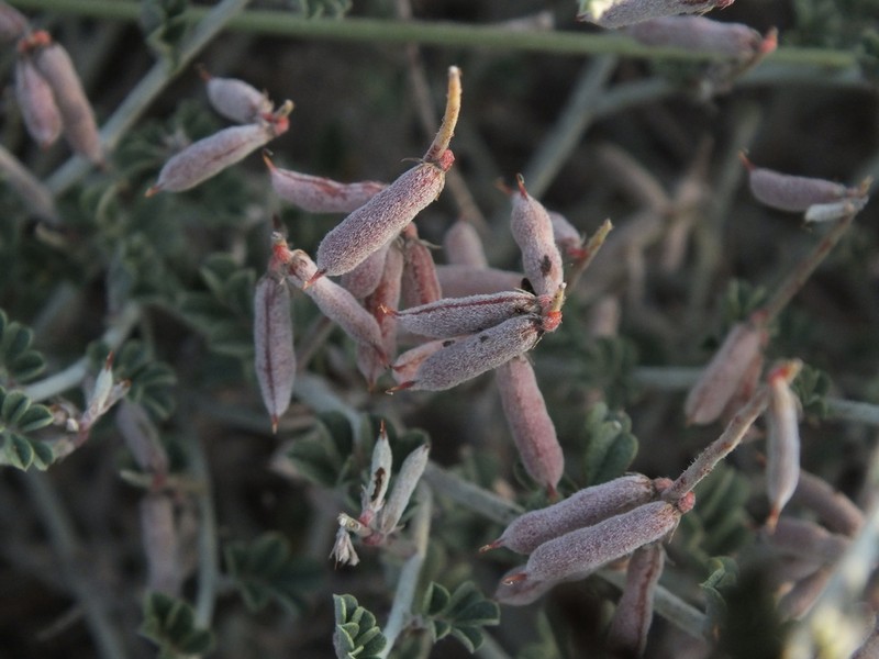 Indigofera intricata photo 8