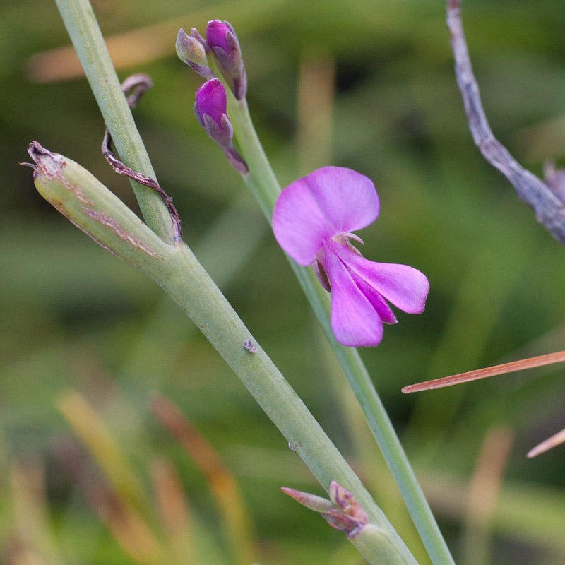Indigofera ionii