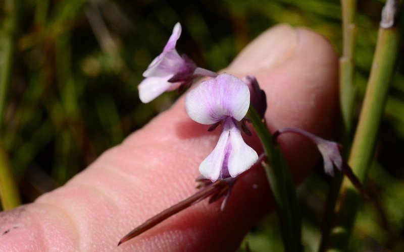 Indigofera ionii photo 2