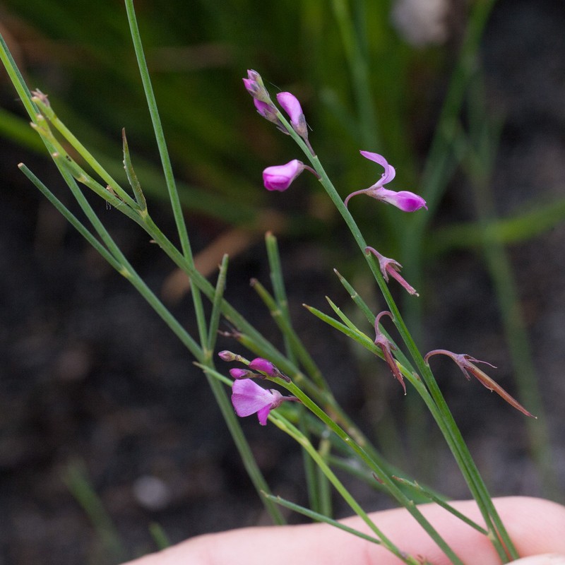 Indigofera ionii photo 3