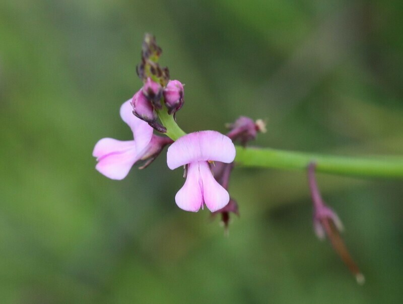 Indigofera ionii photo 4