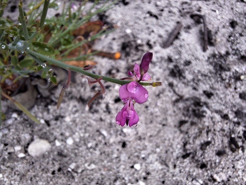 Indigofera ionii photo 5