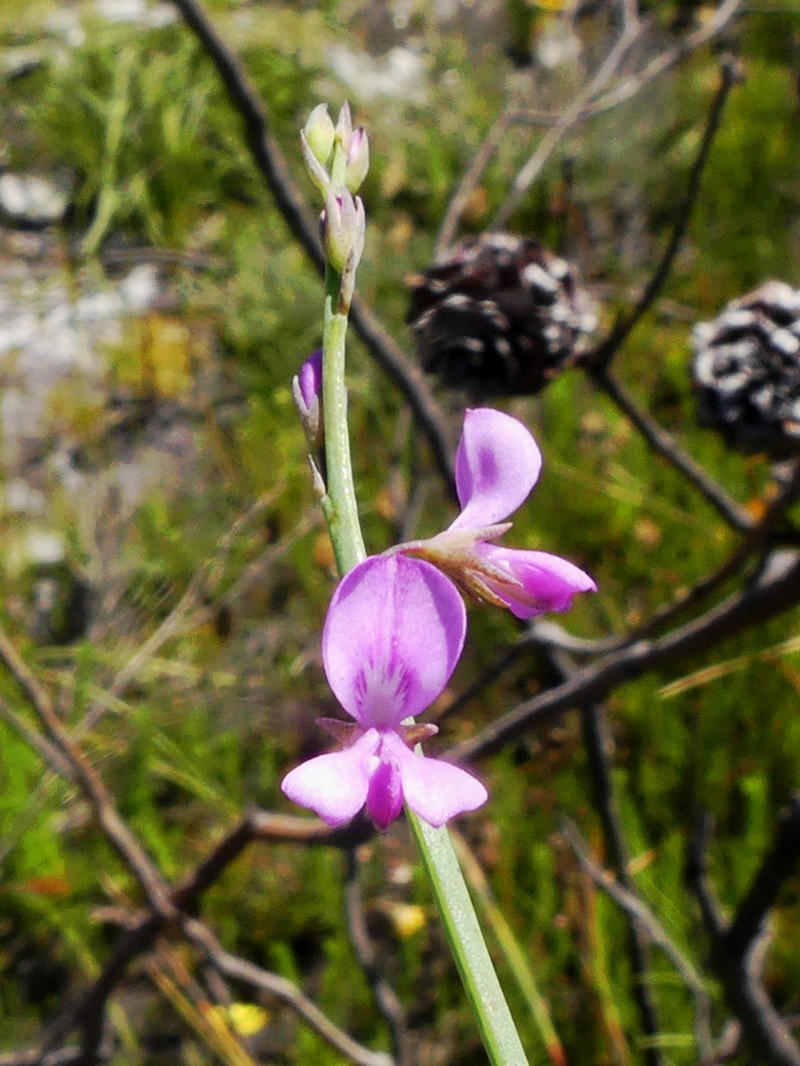 Indigofera ionii photo 6