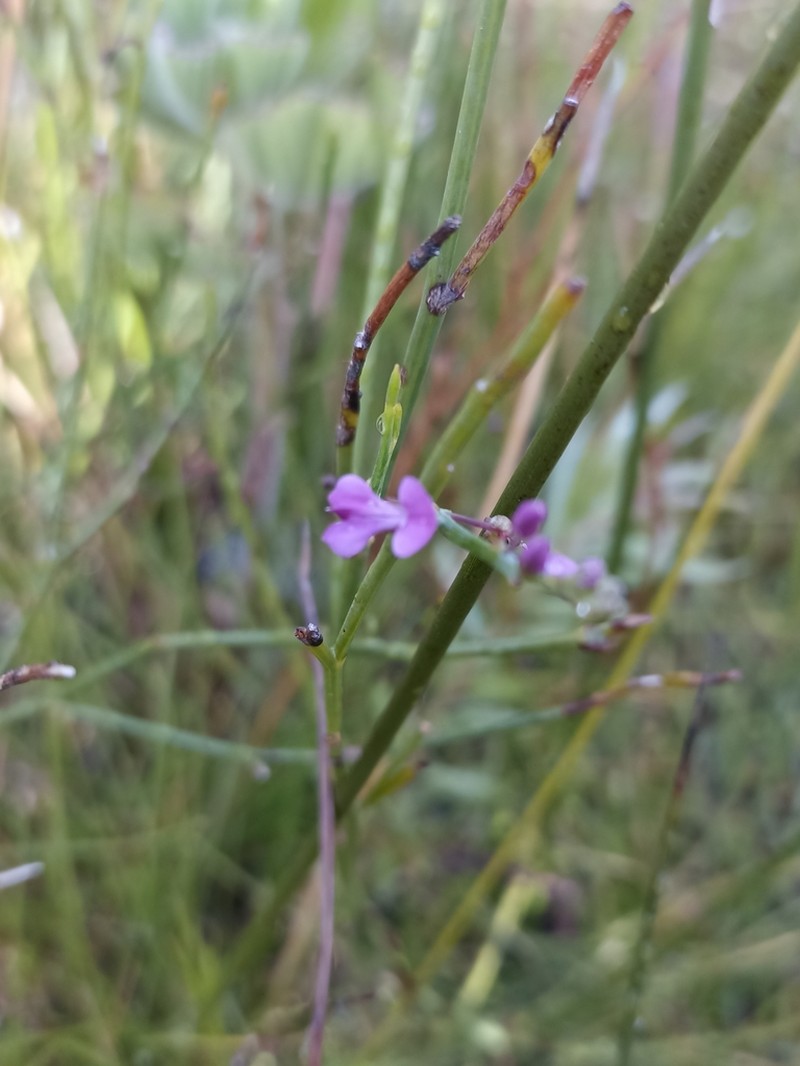 Indigofera ionii photo 7