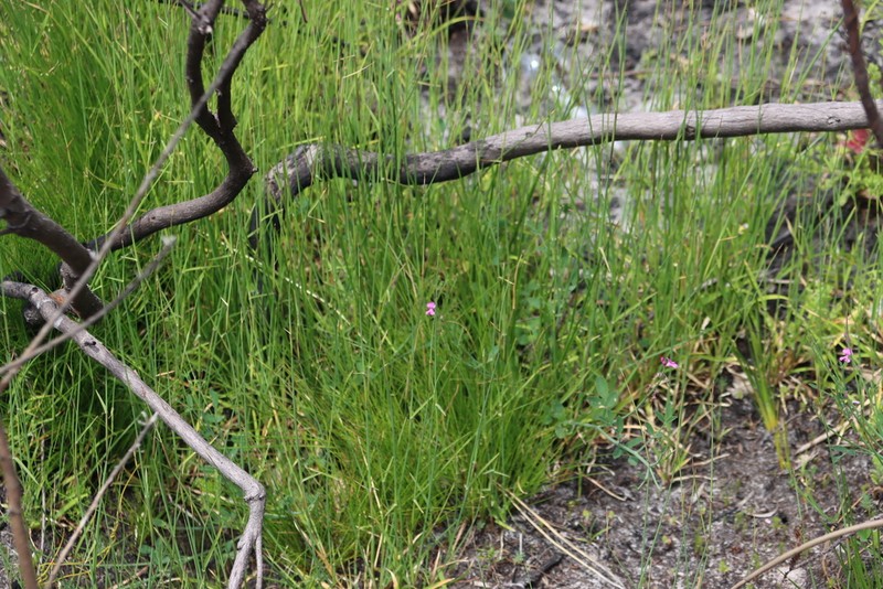 Indigofera ionii photo 8