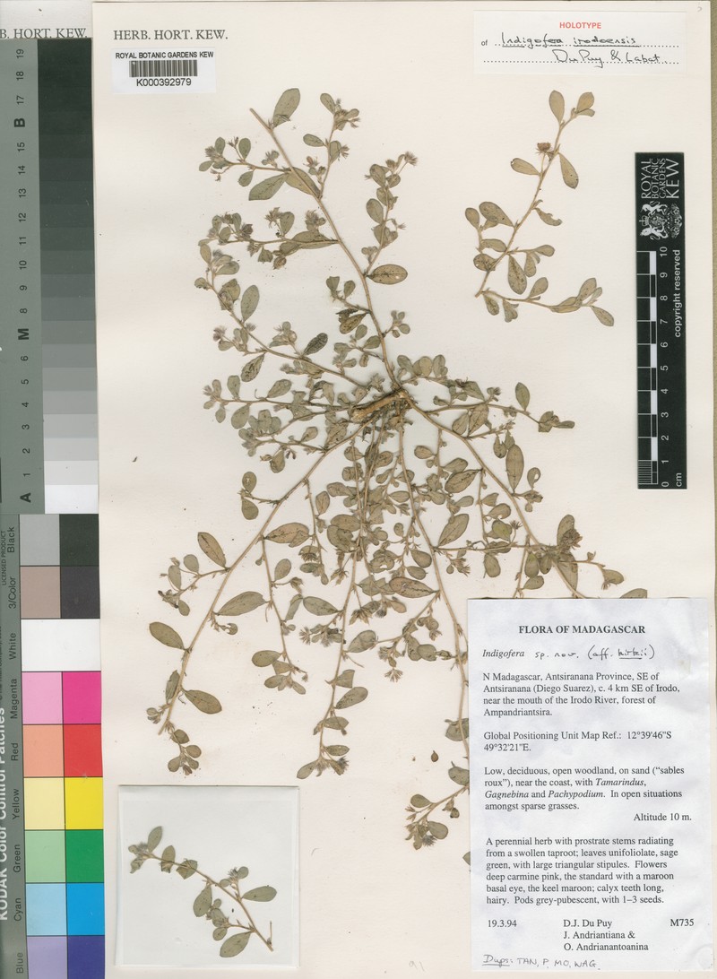 Indigofera irodoensis