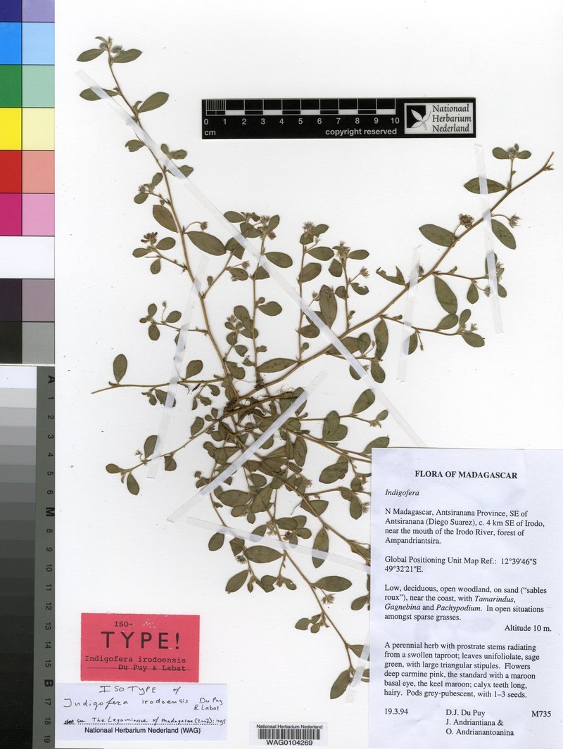 Indigofera irodoensis photo 2