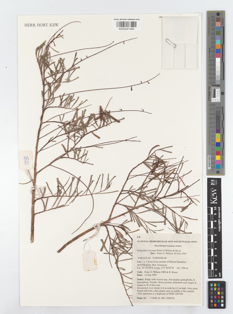 Indigofera ixocarpa photo 2