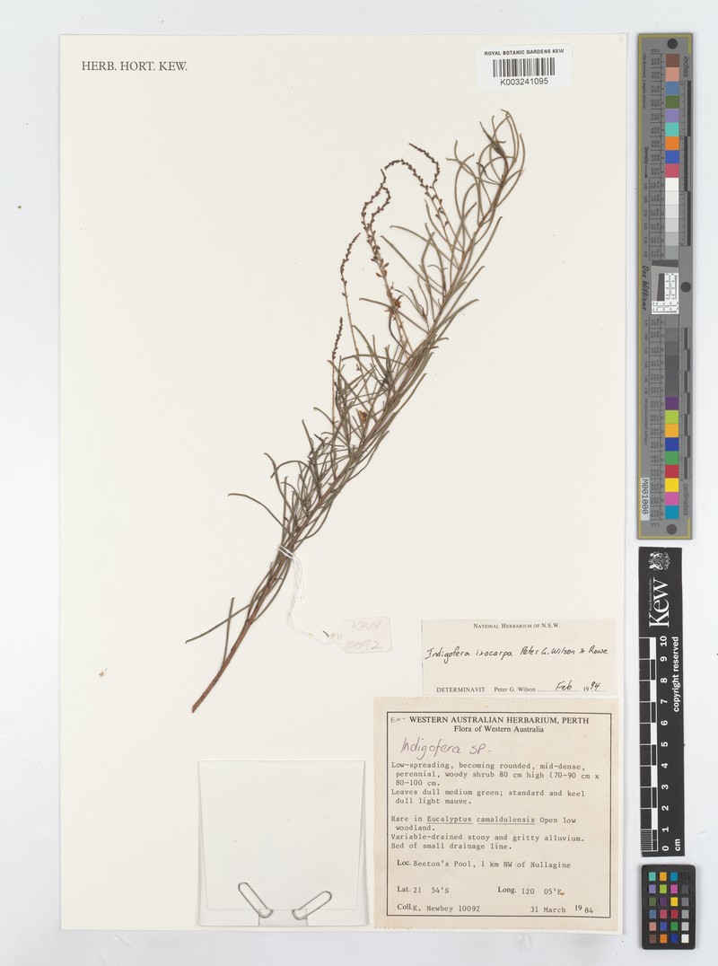 Indigofera ixocarpa photo 3