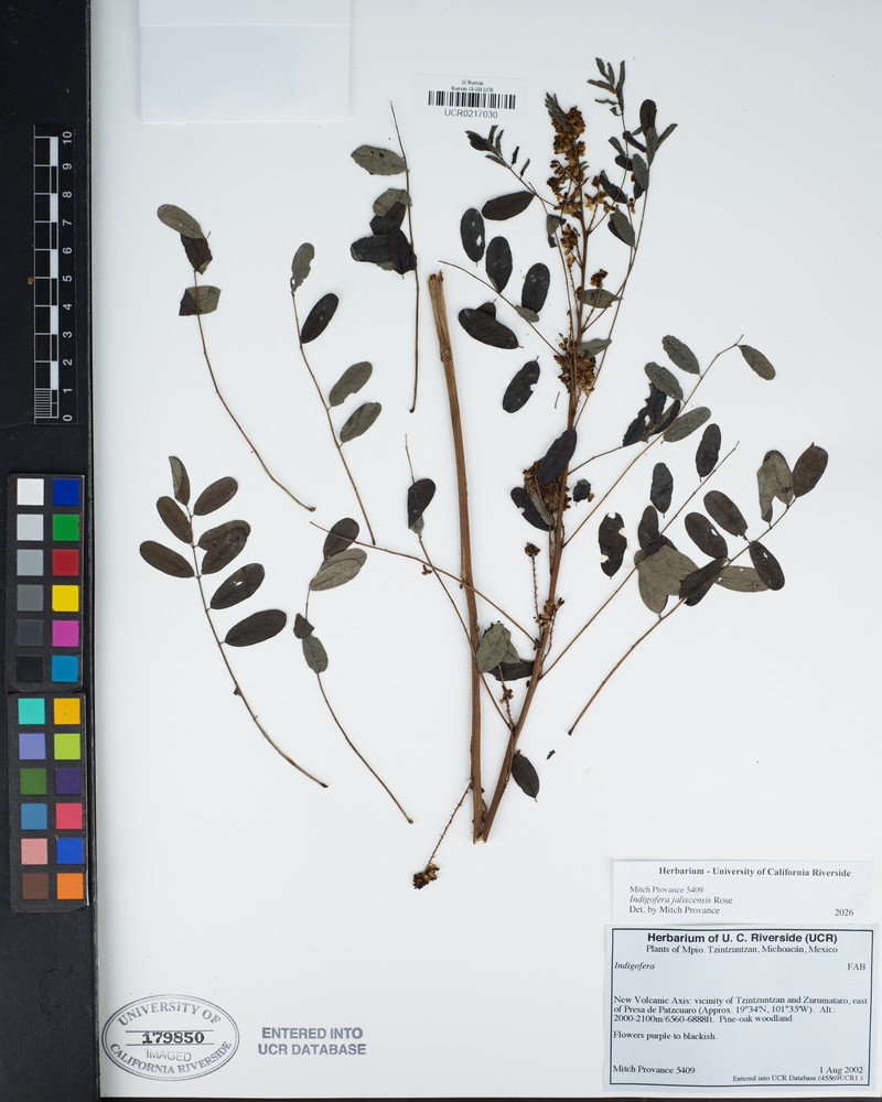 Indigofera jaliscensis