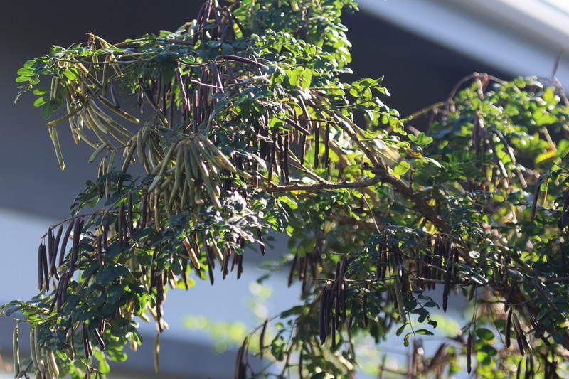 Indigofera jucunda