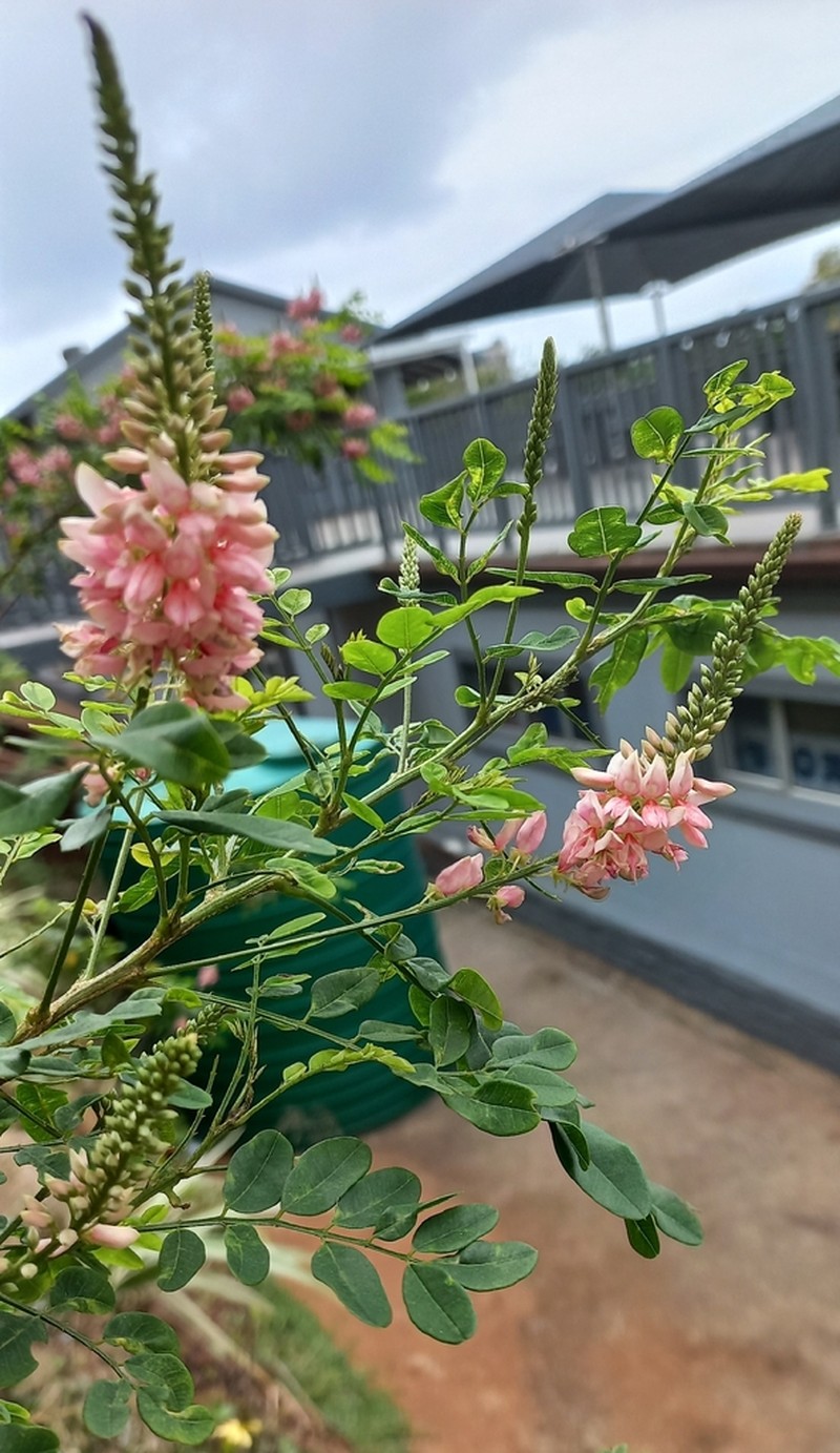 Indigofera jucunda photo 2